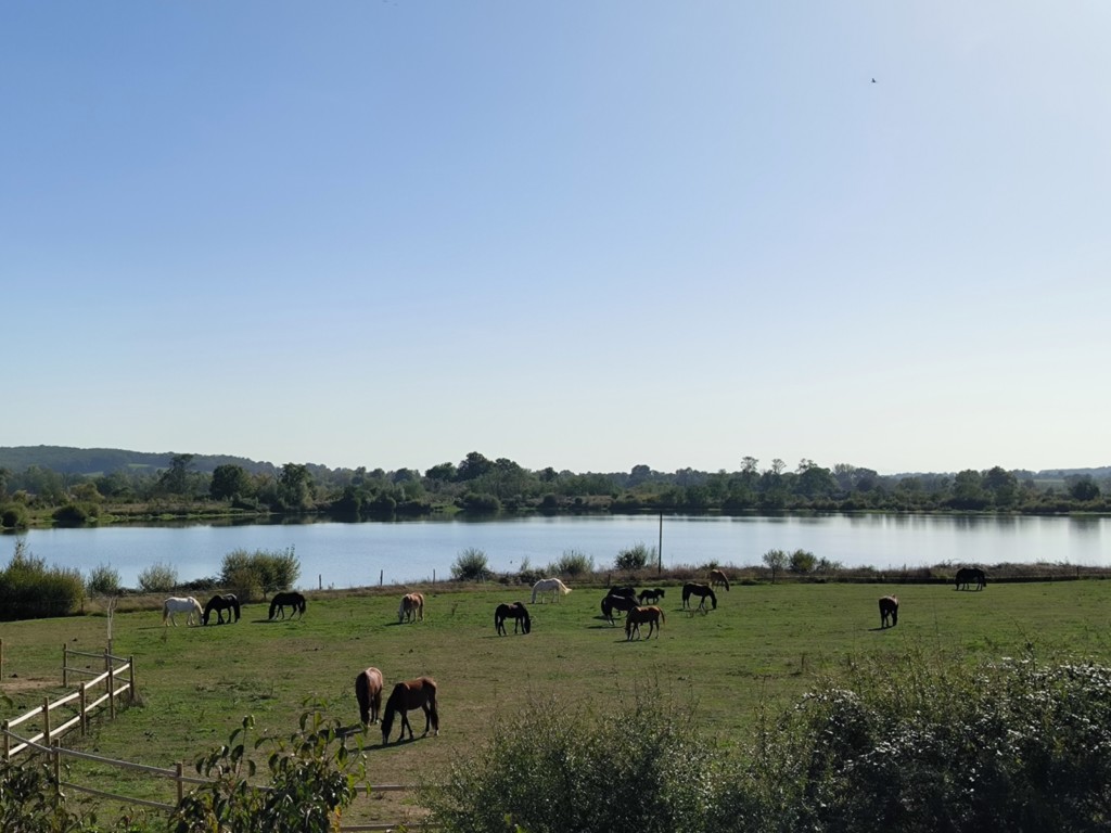 Troupeau de chevaux avec le lac en fond