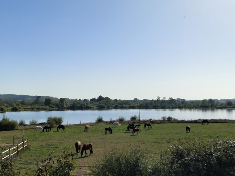 Troupeau en bord de Lac Troupeau de chevaux avec le lac en fond