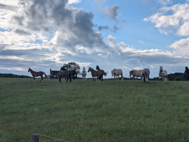 Le Troupeau Troupeau de chevaux dans un pré nuage en fond