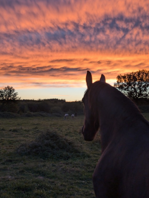 Arod au couché du soleil Cheval noir vu de dos avec troupeau dans le fond et couché de soleil