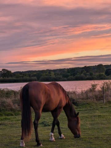 Palmi au couché du soleil Cheval en train de paitre avec lac en fond et couché de soleil