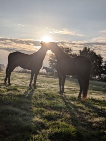 Grooming Deux chevaux qui groom à contre jour